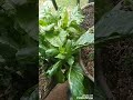 Balcony Garden Tour