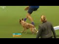 Agility - International Invitation - Large Agility Finals | Crufts 2018