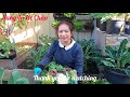 Thu hoạch cải kale, các loại bông cải, cần tây sau vườn ở Úc|Harvesting vegetable in my garden