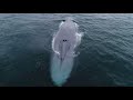 Whales and Dolphins from Above - Moving Art