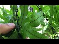 Flora of Central Florida: Phlebodium aureum, Golden Polypody