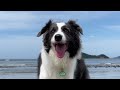 Reviewing My Border Collie After 6 Years