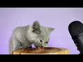Cats Eating Pate Cat Food ASMR