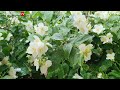 Gentle Rain on the Flower | Sounds With Piano Music for Sleeping and Relaxing | 10 Hour Video |