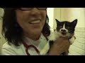 Kitten Reaches Out His Hand For People, Hoping They'd Save Him | Animal in Crisis EP119