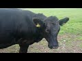 Beef heifers. Calf rearing