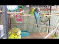 💤Sunday Budgie/Parakeets 💤Relaxing Music For Stress Relief, Heal Mind, Body and Soul