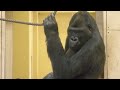 Elderly Female Gorilla Enjoys The Quiet & having The Green Onions | The Shabani's Group