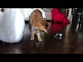 Our 3 Indoor Cats Playing With Mousr Cat Toy
