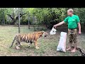 Будни Олега Зубкова-накормить с рук тигра курицей и самому полакомиться вишней среди хищников!