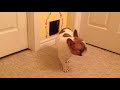 JJ The French Bulldog crying for his cat