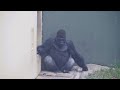 Silverback Gorilla Cares About His Females | The Shabani's Group