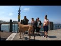 Cash 2.0 Great Dane at Fisherman's Wharf and the Redondo Beach Pier in King Harbor (part 2 of 4)