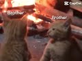 My brothers be fighting #fyp #video #funny #cat