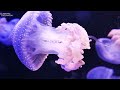 Stunning 4K Video Underwater Wonders With Relaxing Music - Coral Reefs, Turtle & Colorful Sea Life