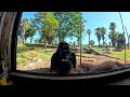 Gorilla at Werribee Open Range Zoo