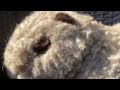 capybara's first video ￼