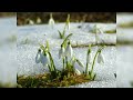 Robert Schumann: Op. 79 - 26. Schneeglöckchen - Dietrich Fischer-Dieskau & Christoph Eschenbach