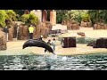 Dolphins ( FULL SHOW ) - SeaWorld Orlando 4K