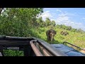 Sri Lankan Elephants - Minneriya Safari