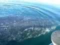 Humpback Whale Visits our Boat in SE Alaska!!!