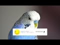 Волнистый попугайчик - интересные факты (фото, видео, звуки)
