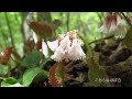 Beautiful spring forest in the deep mountains. Mt.Hachigamine in Japan.【4K】