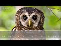 African Wood Owl Call - The sounds of an African Wood Owl calling at night