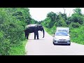 elephant road block kataragama buthtala road