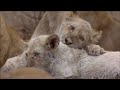 Battle for Life | White Lions: Born Wild | Full Documentary