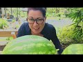 My secret to grow big watermelons| #mywatermelonwarz