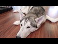 Properly Crate/Kennel Train A Siberian Husky! (Easy Steps)