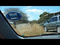 CLOSEST LION (ess) encounter in Kruger National Park (3 Lionesses on a Hunt!!!)