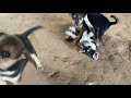 lovely dog puppies | Caring for a smart puppy |