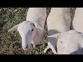 Sheep Vlog: Improving Soil with Birdsfoot Trefoil