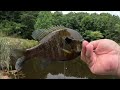 Catch PANFISH after PANFISH All DAY Long! | SIMPLE Panfish Technique WORKS For EVERYONE!