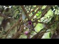 A few moments of hummingbirds (Canon EOS rebel T7) | Sammy Vision