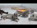 Best Funny Animals 2024 😍 Funniest Dogs and Cats 🐈🐕
