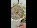Harvesting Sunflower seeds(part1)