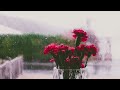 Rain sounds Soothing Studying sounds Meditation for sleep 1 Hour FullHD