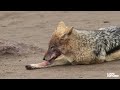 Wild Dogs Battle for Dominance | Wild Dogs Ep102