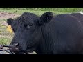 Belted Galloway cows @jodihunterfarm in Dafter Michigan