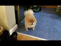 How a mini pomeranian meets the owner and goes for a walk