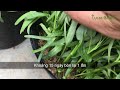 How to grow water spinach in pots at home for those who like to grow vegetables