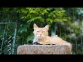 1 Hour of Sleeping Cat with Relaxing Lullaby | Peaceful Sleep Music for Babies and Adults