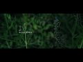Ladybug Strolls | SONY FX30 | Sigma 18-50MM F2.8 | 4K Cinematic Film