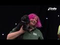 Pocket Rocket Pups 🚀 The Best of Small Dog Agility at Crufts