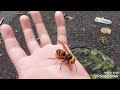 公園でオスのコガタスズメバチを発見！