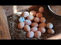 Nascimento de pintinhos em seis galinhas cinquenta e quatro pintinhos 🐣🐤🐤