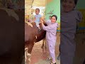 رد فعل اصالة لما قعدت علي البقرة 🐄